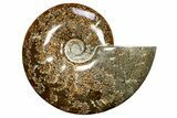 Polished Cretaceous Ammonite (Cleoniceras) Fossil - Madagascar #317864-1